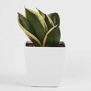 Ferns ‘N’ Petals Snake Milt Sansevieria Plant in White Plastic Pot 3 x 3 Inches