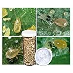 2,000 Live Adult Predatory Mites - N. Californicus a Predatory Mite Specie for Spider Mite Control - Ships Next Business Day!l