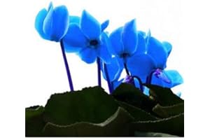 50 Cyclamen Blue Flower Seeds :Package Seeds Only