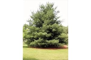 White Pine Tree Seeds (30 Seeds) Pinus strobus, Hardy Canadian Grown Native Tree, Growing Zones 2 Through 6