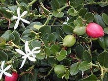 すべてのカタログ オリジナル プラム 種 発芽