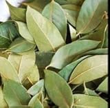 Jamaican Pimento Leaves - 1 Oz. Per Package