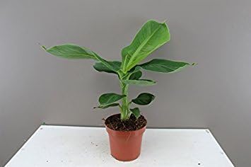 Dwarf Cavendish Banana - Banana Plant Fruit Tree Musa