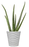 Costa Farms Aloe Vera Live Indoor House Plant, 10-Inch, White Planter