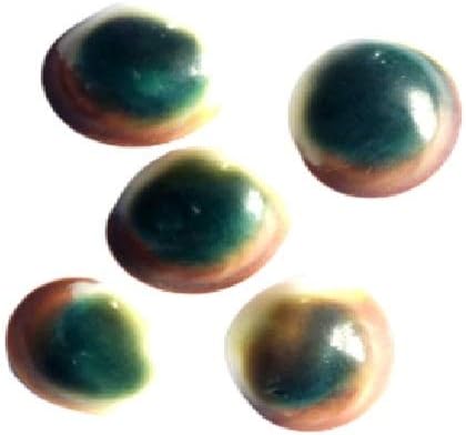 REVA INTERNATIONAL Vary Rare Siddha Naag-Chakra Shayamvarni Gomati Chakra Set of 5 pcs.