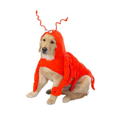 Casual Canine Lobster Paws Dog Costume, Small (fits lengths up to 12"), Red-Orange
