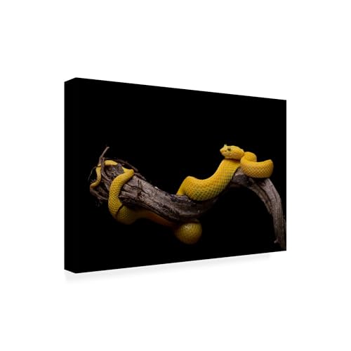 Wrapped Canvas Wall Art - Thor Hakonsen 'Bothriechis Schlegelii Eyelash Viper'…