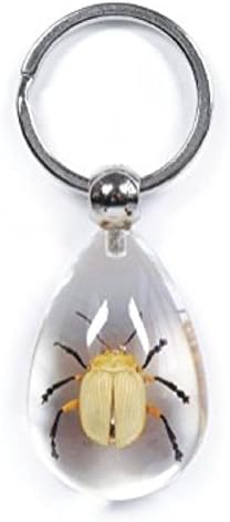 Real Golden Leaf Beetle - Key Ring CLEAR BLOCK Insect Specimen SK0825