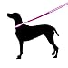 Safety Dog LED Collar Flashing Light up, Glow and bright (Ships From USA) (Small, Pink)
