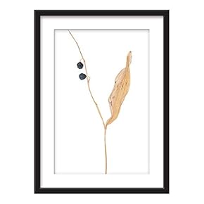 Framed Dried Plant Specimen Fruits Art in Black...