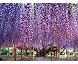 Bolusanthus Speciosus - Tree Wisteria - Rare Tropical Plant Tree Seeds (8)