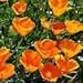 The Dirty Gardener California Poppy Wildflowers - 75,000 Seeds/0.5 Pound
