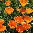 The Dirty Gardener California Poppy Wildflowers - 75,000 Seeds/0.5 Pound The Dirty Gardener California Poppy Wildflowers - 75,000 Seeds/0.5 Pound