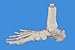 Wellden Medical Anatomical Foot Skeleton Model,disarticulated and Assembled by Magnets, Life Size