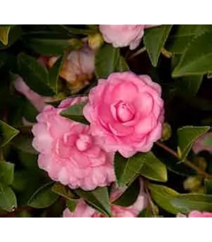 Amazon.com : Blooming & Beautiful - Kramer's Supreme Camellia - 3