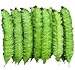 20 Winged Bean Seeds Vegetable Seeds