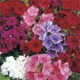 1,500 Phlox Mix Seed