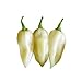 White Bhut Jolokia Ghost Pepper - 10 Seeds - 1,000,000 Scoville - non-GMO