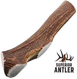 1-GIANT-JUMBO Whole Elk Antler for Dogs