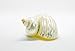 Hermit Crab Shells | Turbo Shells | Mother-of-Pearl Turbo Shell 1.75
