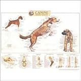 Canine Skeletal System Anatomical Chart, Anatomical Chart Company Staff, 1587796880