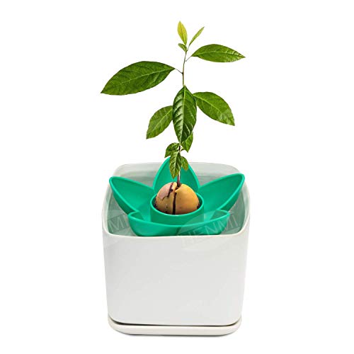 HENMI Avocado Planting Seed Germinator Bowl Avocado Tree Growing Kit Garden Gifts for Indoor Balcony Planting/Kitchen Garden Seed Starter Gift/Practical Gardening Gifts for Women