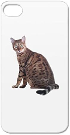 bengal cat accessories