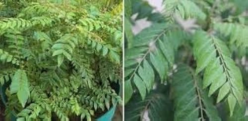 blaukorn olivenbaum Olivenbaum  Olea europaea Tusco (Classico)