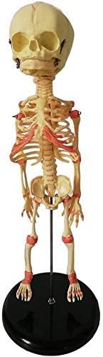 子供の骨格モデル 35cm胎児の骨格モデル子供の人体の解剖学を