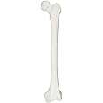 Axis Scientific Femur Bone Model | Left | Cast from a Real Human Femur Bone l Upper Leg Bone Model Has Realistic Texture and Important Bony Landmarks | Includes Product Manual