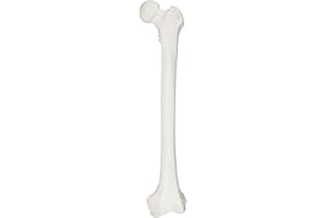 Axis Scientific Femur Bone Model | Left | Cast from a Real Human Femur Bone l Upper Leg Bone Model Has Realistic Texture and Important Bony Landmarks | Includes Product Manual