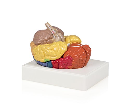 Parco Scientific PB00108, Regional Brain Model - 3 Parts | Features All Lobes, Cortexes, Cerebellum and Brain Stem | Includes Detailed Instruction Manual