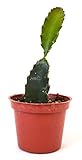 9GreenBox - Dragon Fruit Plant - 3'' Pot