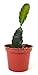 9GreenBox - Dragon Fruit Plant - 3'' Pot primary