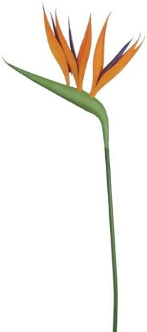 Bird Of Paradise