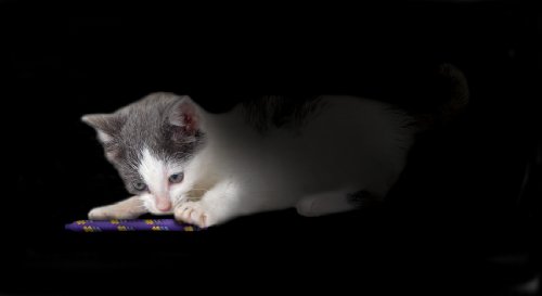 Nighttime Quiet Cat Toy Quiet Catnip Toys, Catnip Rolls by Petstages