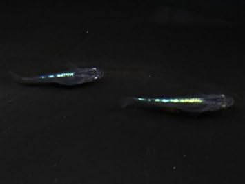 Amazon 黒みゆき 幹之 めだか 未選別 稚魚 Ss Sサイズ 10匹セット 生体 めだか物語 観賞魚 水中生物 通販