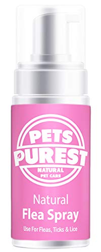 The Best Flea Treatment for Cats UK - Tuxedo Cat