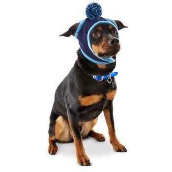 pup crew dog hat