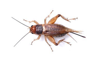 100 Silent Brown Crickets Reptile Live Food Standard Amazon Co Uk