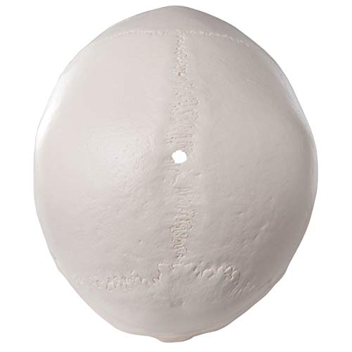 4 RONTEN+Anatomical+Removable+Articulated+Teeth%25EF%25BC%258C7+2x4+2x4+95in