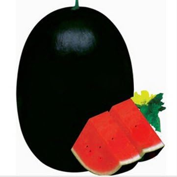 30Pcs Giant Watermelon Seeds Black Tyrant King Super Sweet Watermelon Seeds Garden Fruit by Aroundstore