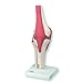 3B Scientific A82/1 Deluxe Functional Knee Joint - 3B Smart Anatomy