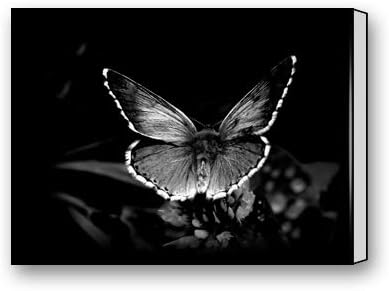 Amazon Com Black And White Butterfly Custom Canvas Print Personal