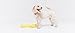 Dizzy Duck Extra Durable Squeaker Plush Dog Toy for Small and Medium Dogs