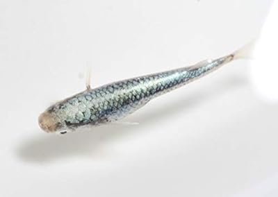 メダカ沼もあるのか メダカは新種を作り出した生産者が名付けられるので サバの極み とか 魔王 とか珍名だらけになってる Togetter