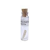 TG,LLC Treasure Gurus Genuine Alligator Tooth in a