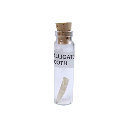 TG,LLC Treasure Gurus Genuine Alligator Tooth in a