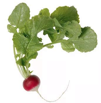 Radish Sparkler White Tip Seeds, 100+ Heirloom Seeds Per Packet, (Isla's Garden Seeds), Non GMO Seeds, Botanical Name: Raphanus sativus, 90% Germination Rate, 98% Purity