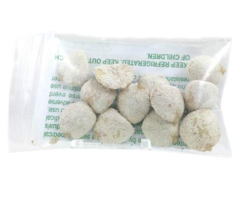Nuez de La India 100% Original Authentic Indian 2 pack of 6 Seeds Nuez de La India 100% Original Authentic Indian 2 pack of 6 Seeds